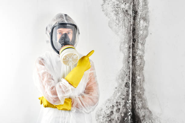 Why You Should Choose Our Mold Remediation Services in Anderson, MO